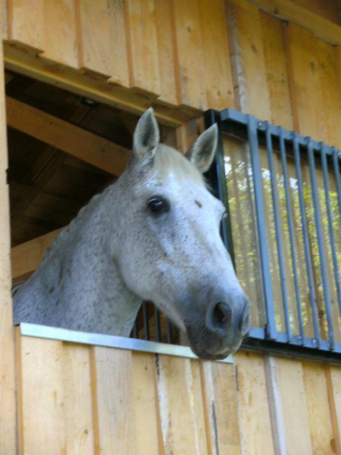 Ferienwohnung Auf Dem Erlebnisreiterhof Kreipl Grattersdorf Bagian luar foto
