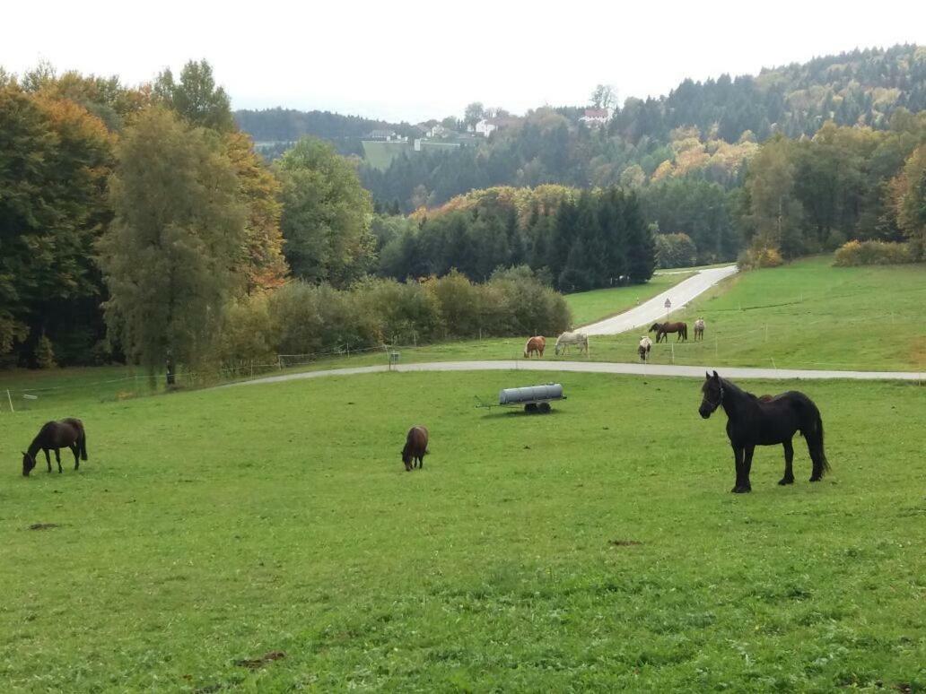 Ferienwohnung Auf Dem Erlebnisreiterhof Kreipl Grattersdorf Bagian luar foto